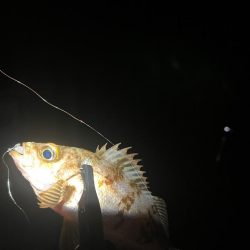 渋い中でも考えたアジング