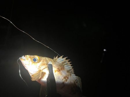 渋い中でも考えたアジング