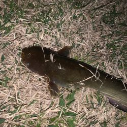 淀川のナマズ釣り