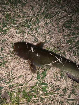 淀川のナマズ釣り