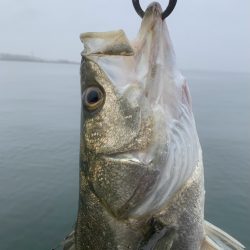 雨の早朝シーバス