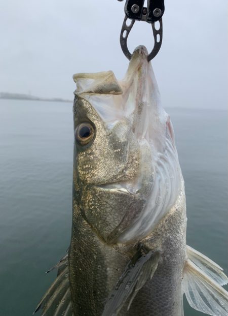 雨の早朝シーバス