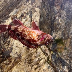 久々のライトゲーム