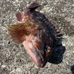 ショアジギのはずが・・・