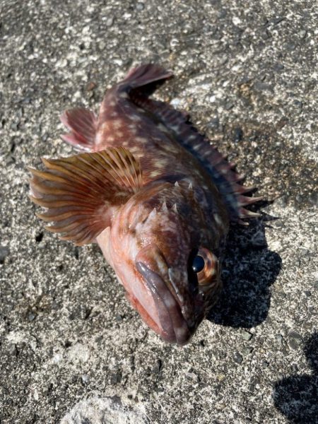 ショアジギのはずが・・・