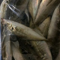 好調アジング継続中