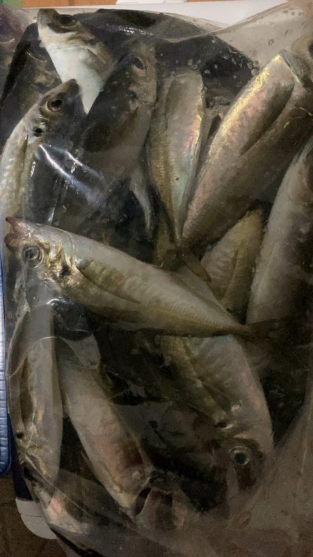 好調アジング継続中