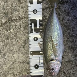 サビキで40cm超え