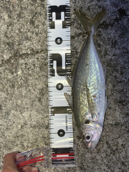 サビキで40cm超え