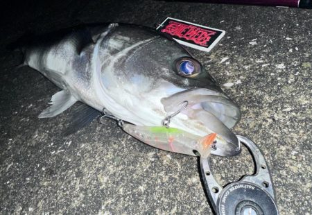 悶絶からの至福のシーバスフィッシング！