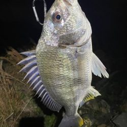 淀川ブリームゲーム3