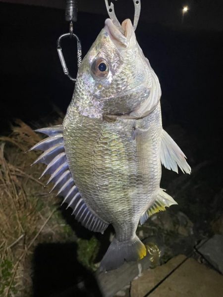 淀川ブリームゲーム3