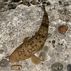 ランカーシーバスをゲット