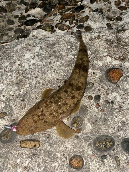 ランカーシーバスをゲット