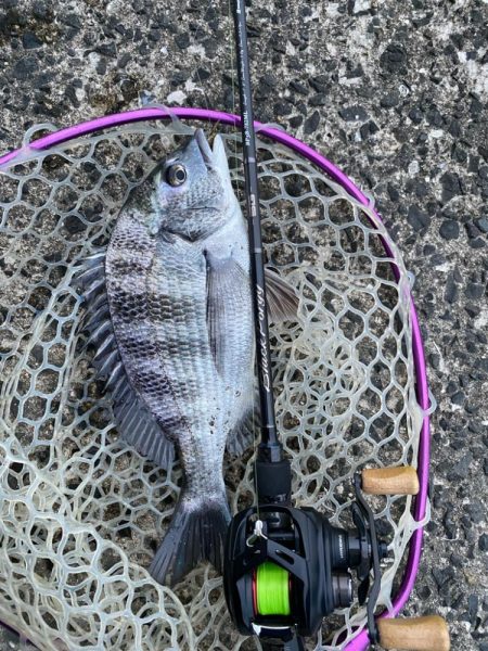 今日もチニング！