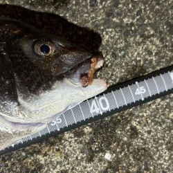 テンションフォール