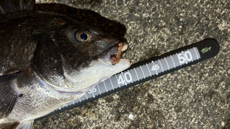 テンションフォール