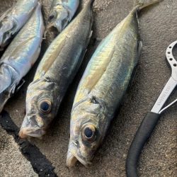 デカアジ釣れました
