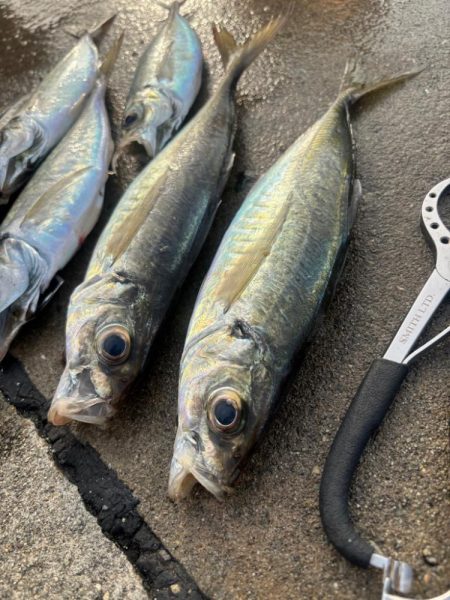 デカアジ釣れました