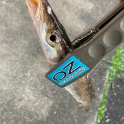 朝マズメのカマス釣りで10匹GET