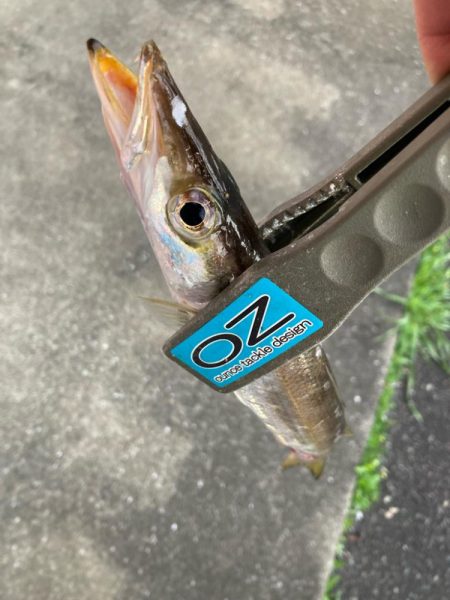 朝マズメのカマス釣りで10匹GET