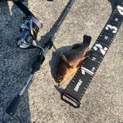 伊勢方面へアジング