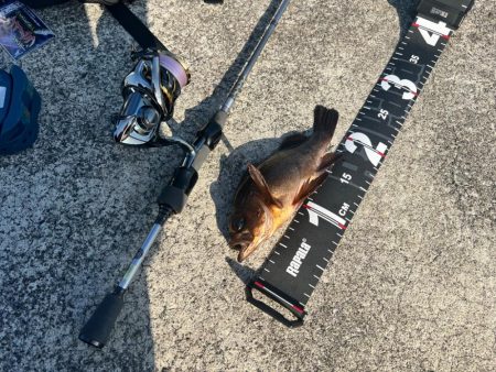 伊勢方面へアジング