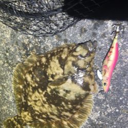 ケンサキイカ🦑