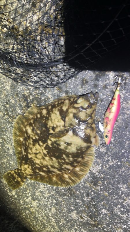 ケンサキイカ🦑