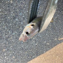 昼から遠投サビキでアジ11匹GET