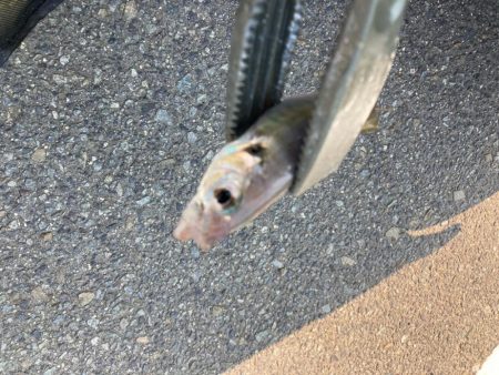 昼から遠投サビキでアジ11匹GET