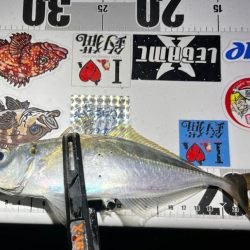 花見アジング🌸