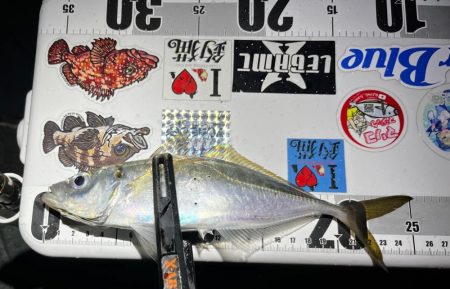 花見アジング🌸