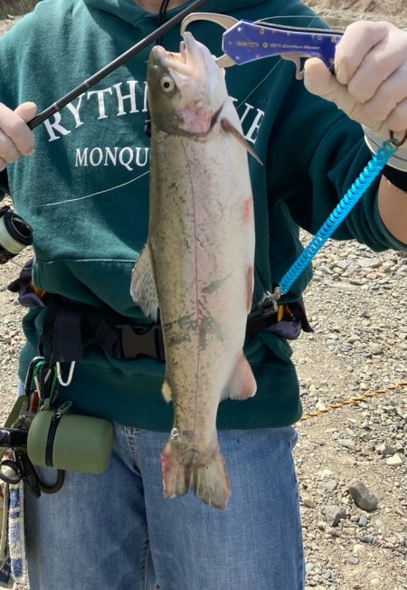 久しぶりのエリアニジマス