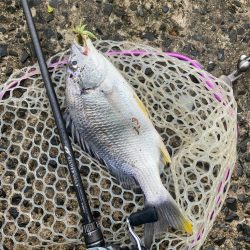 チニングでツ抜け！