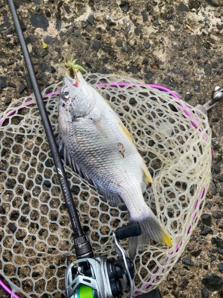 チニングでツ抜け！