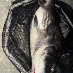 ヘチってきました