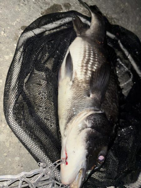 ヘチってきました