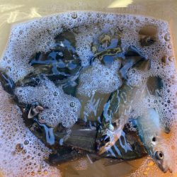 朝の投げサビキでアジ狙い