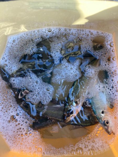 朝の投げサビキでアジ狙い