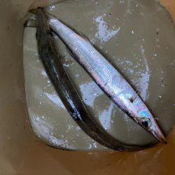 朝マズメのカマス釣りで2匹GET