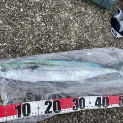 サゴシ複数キャッチ