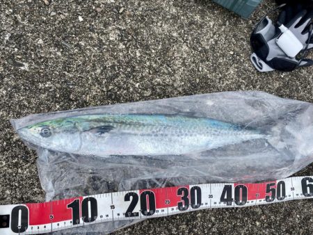 サゴシ複数キャッチ