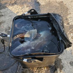 ホッケｯケのケー