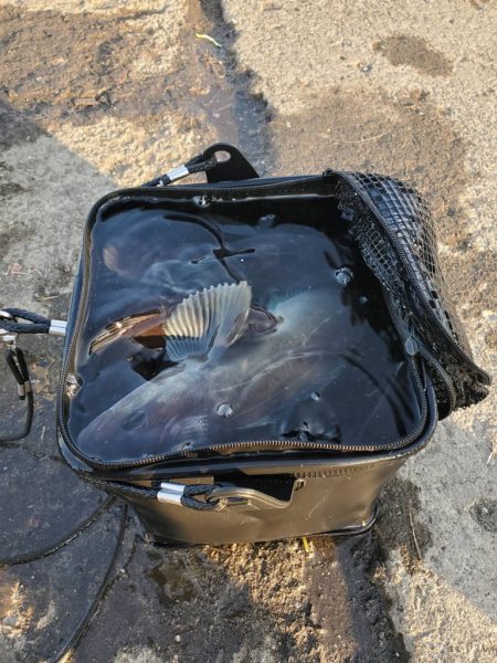 ホッケｯケのケー