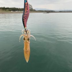 アジング前のエギング