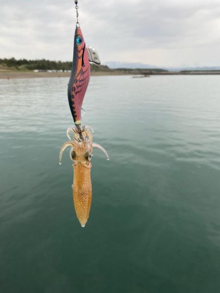 アジング前のエギング