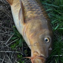 ナマズandコイ！