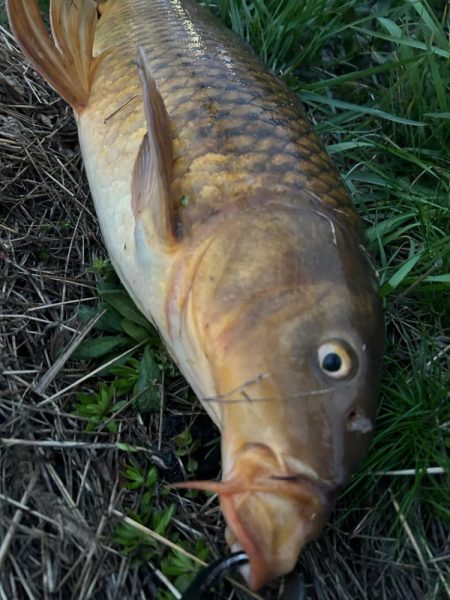 ナマズandコイ！