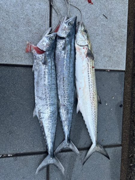 ライトショアジギング